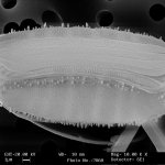 Diatoma mesodon - Foto p.g.c. ALPSTREAM Alpine Rivers Research Centre